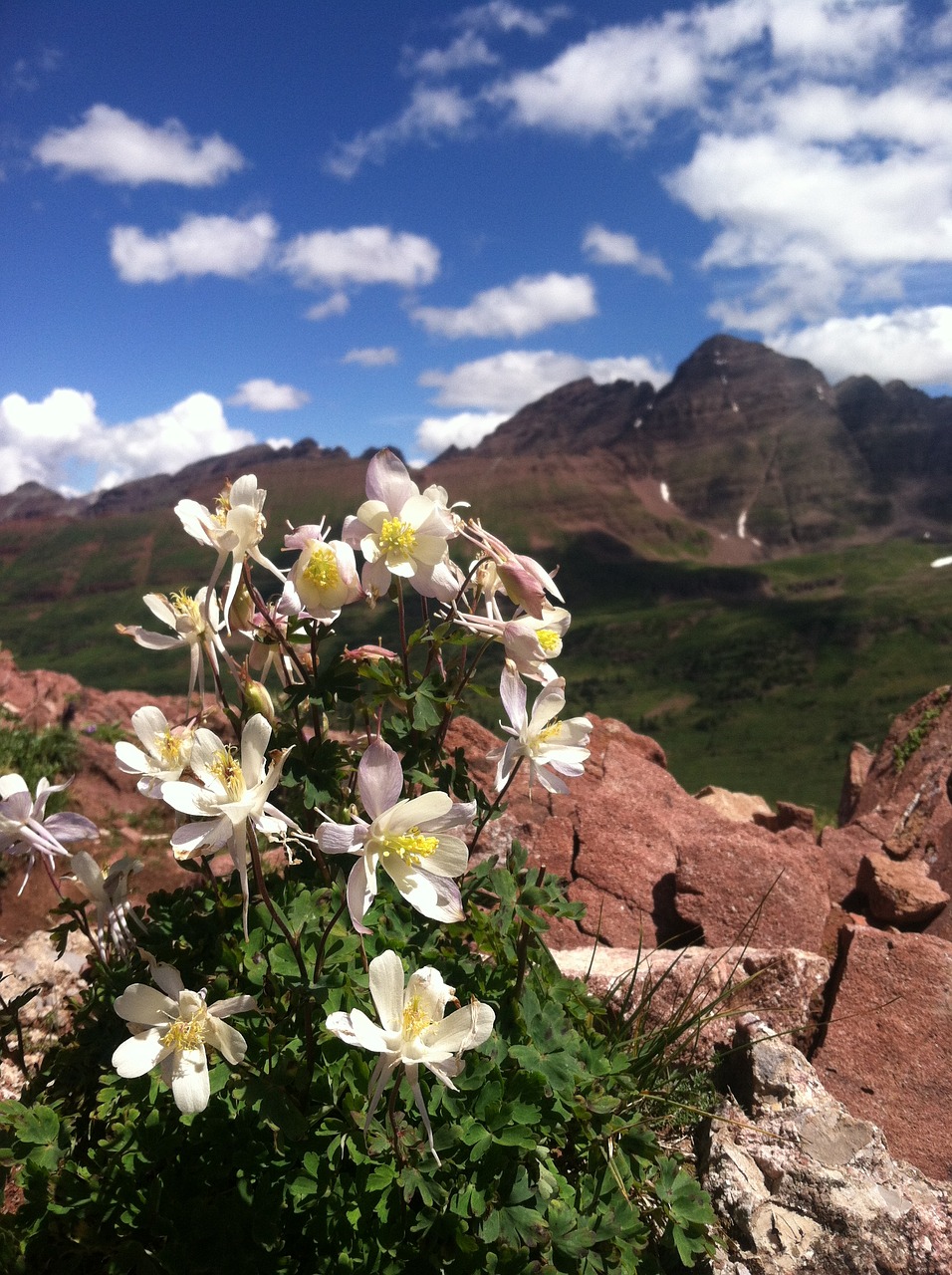 flowers wildflowers mountain free photo