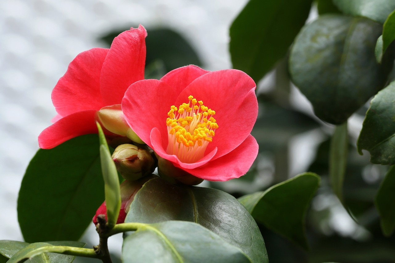 flowers camellia rajec jestrebi free photo