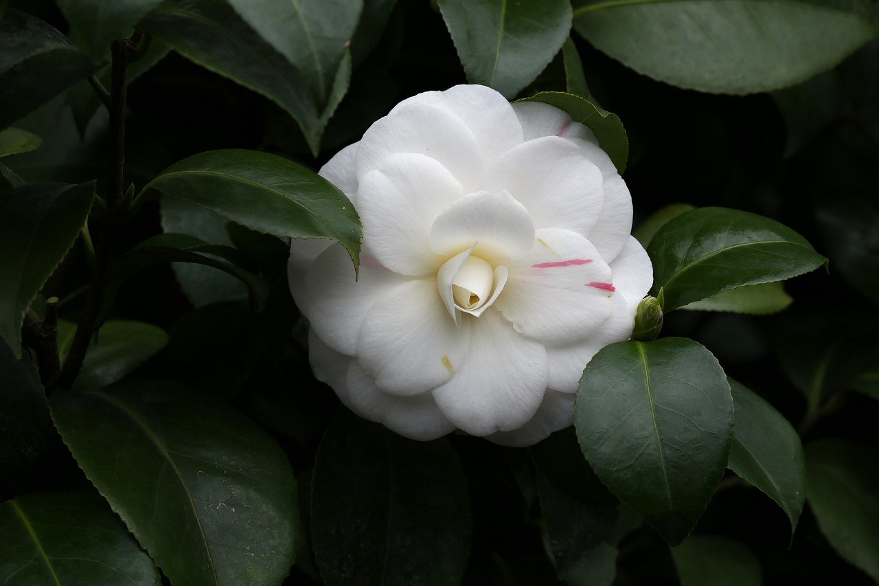 flowers camellia rajec jestrebi free photo