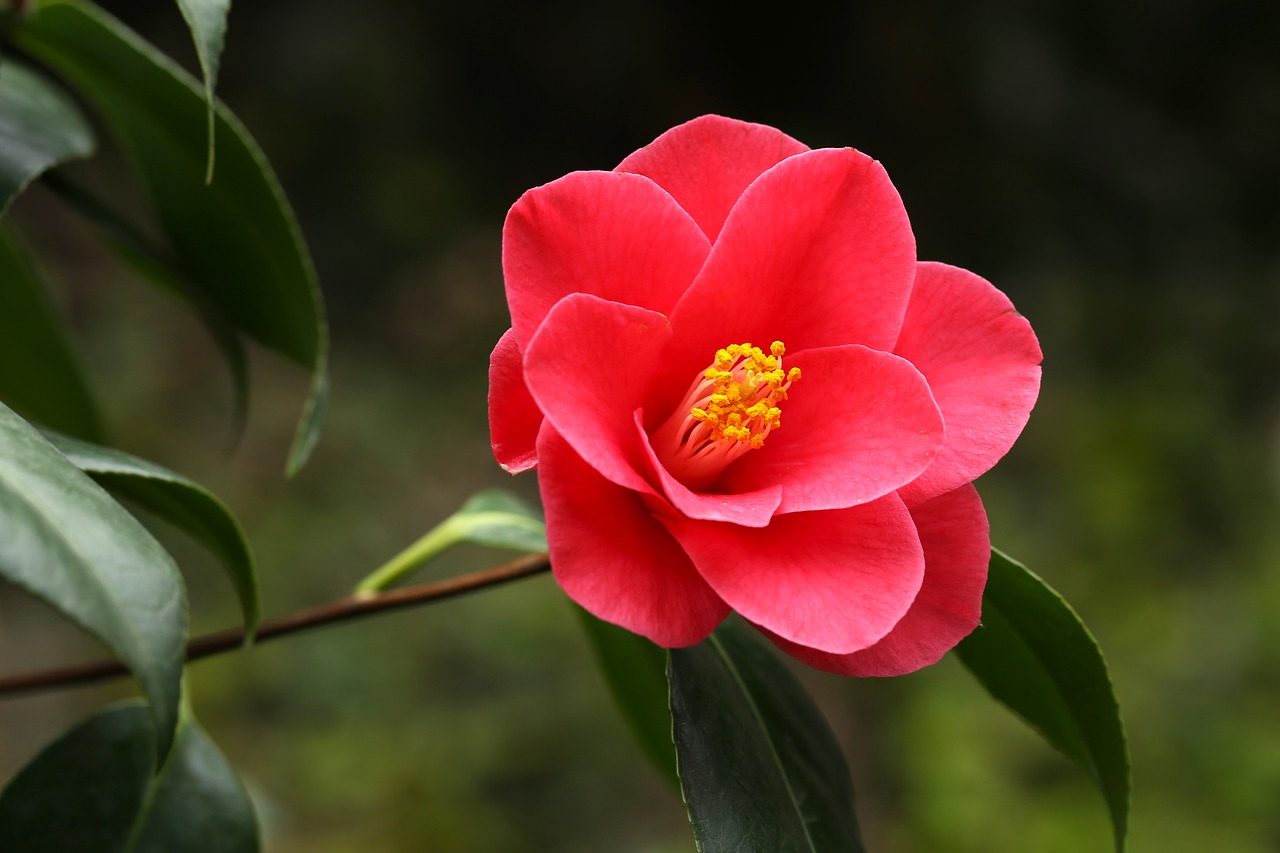 flowers camellia rajec jestrebi free photo