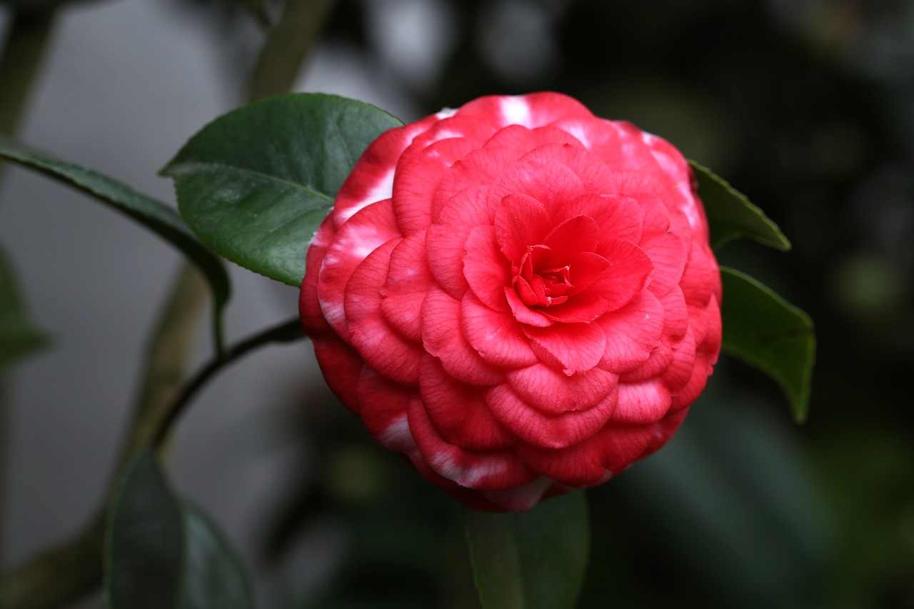 flowers camellia rajec jestrebi free photo