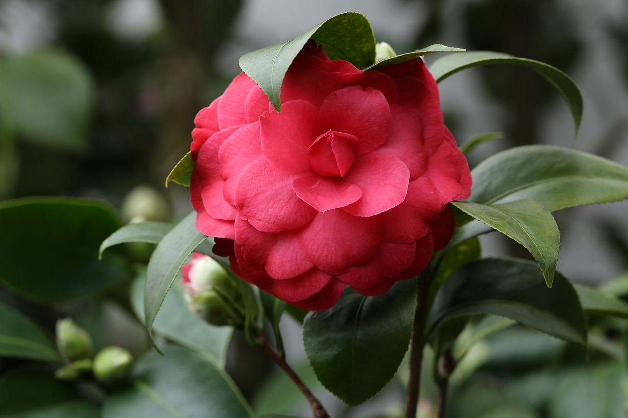 flowers camellia rajec jestrebi free photo