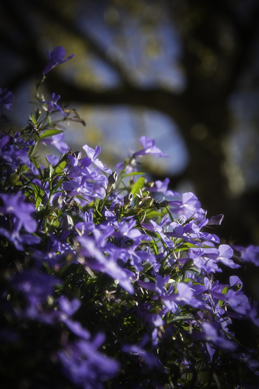 flowers violet garden free photo