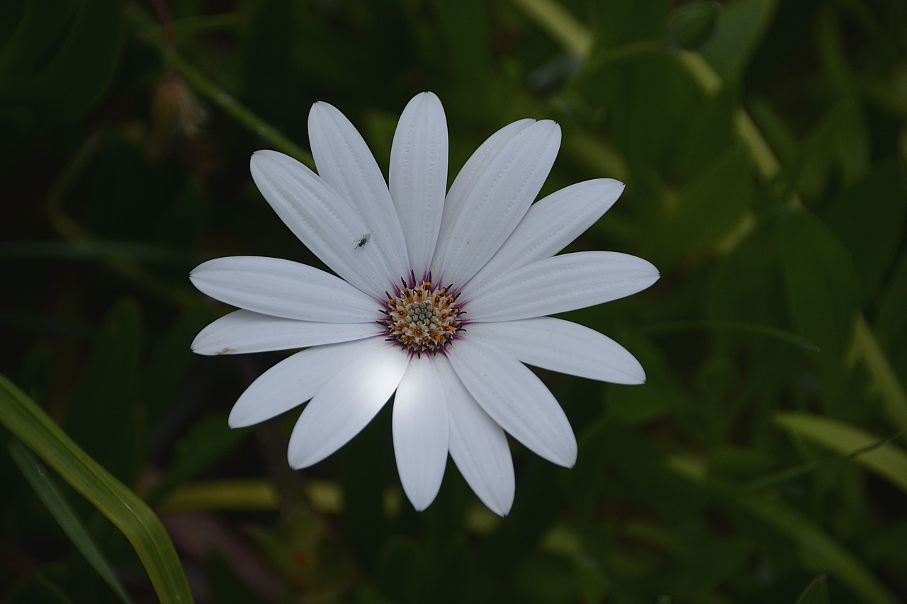 flowers insect marguerite free photo