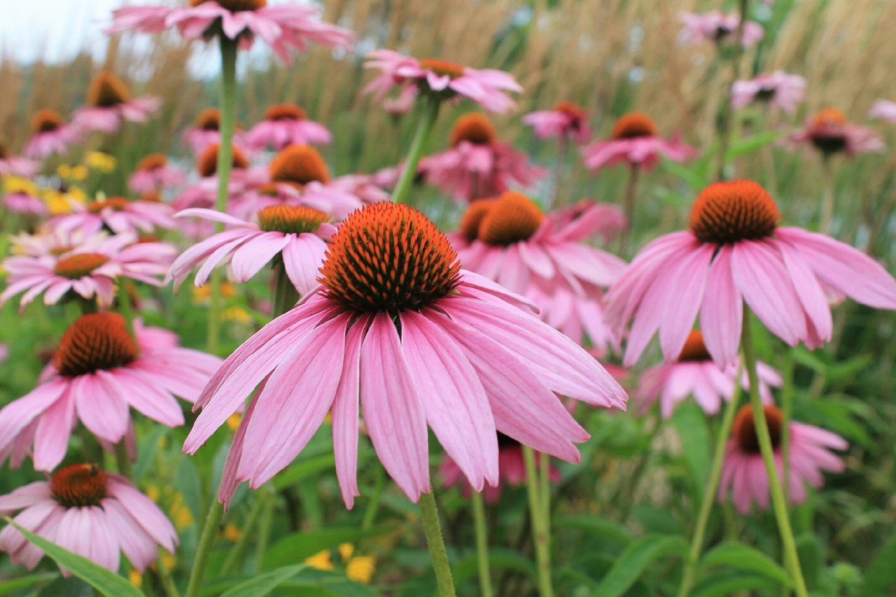 flowers summer summer flowers free photo