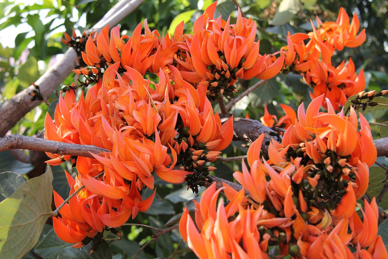 coral tree flowers orange flower free photo