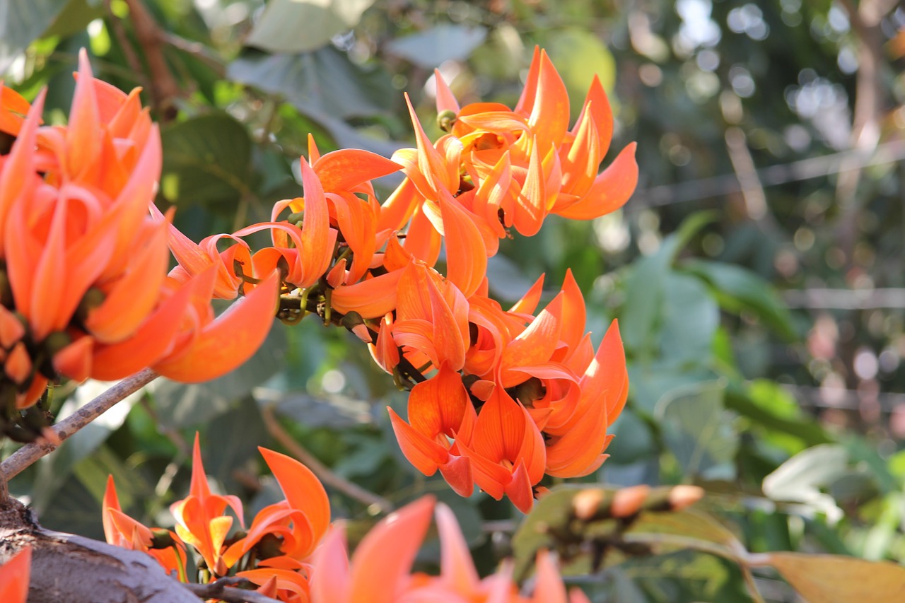 coral tree erythrina caffra flowers free photo