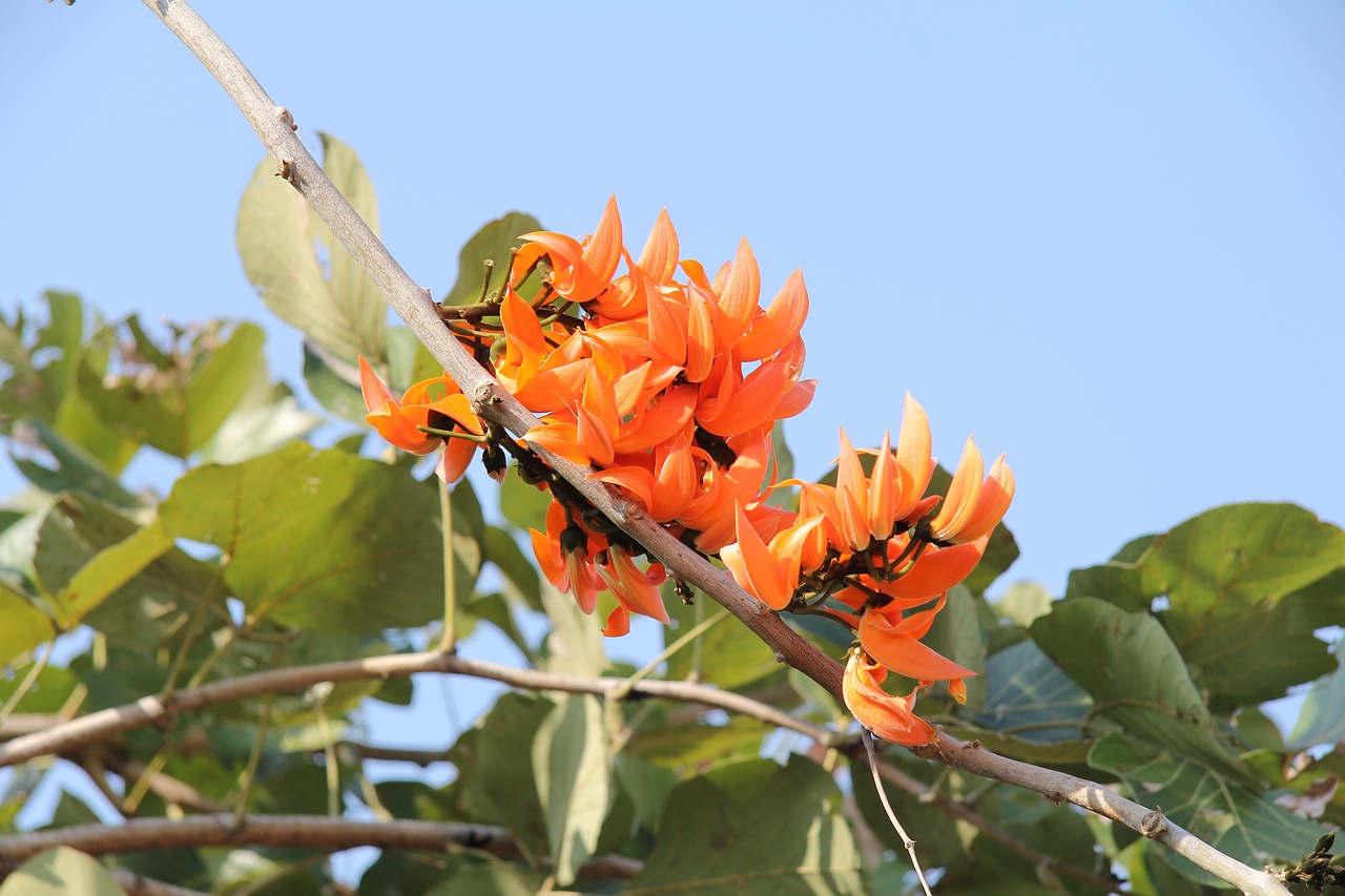 coral tree erythrina caffra flowers free photo