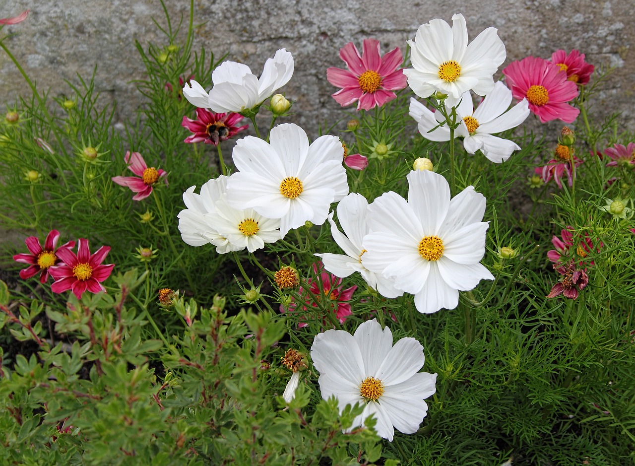 flowers gardening garden free photo