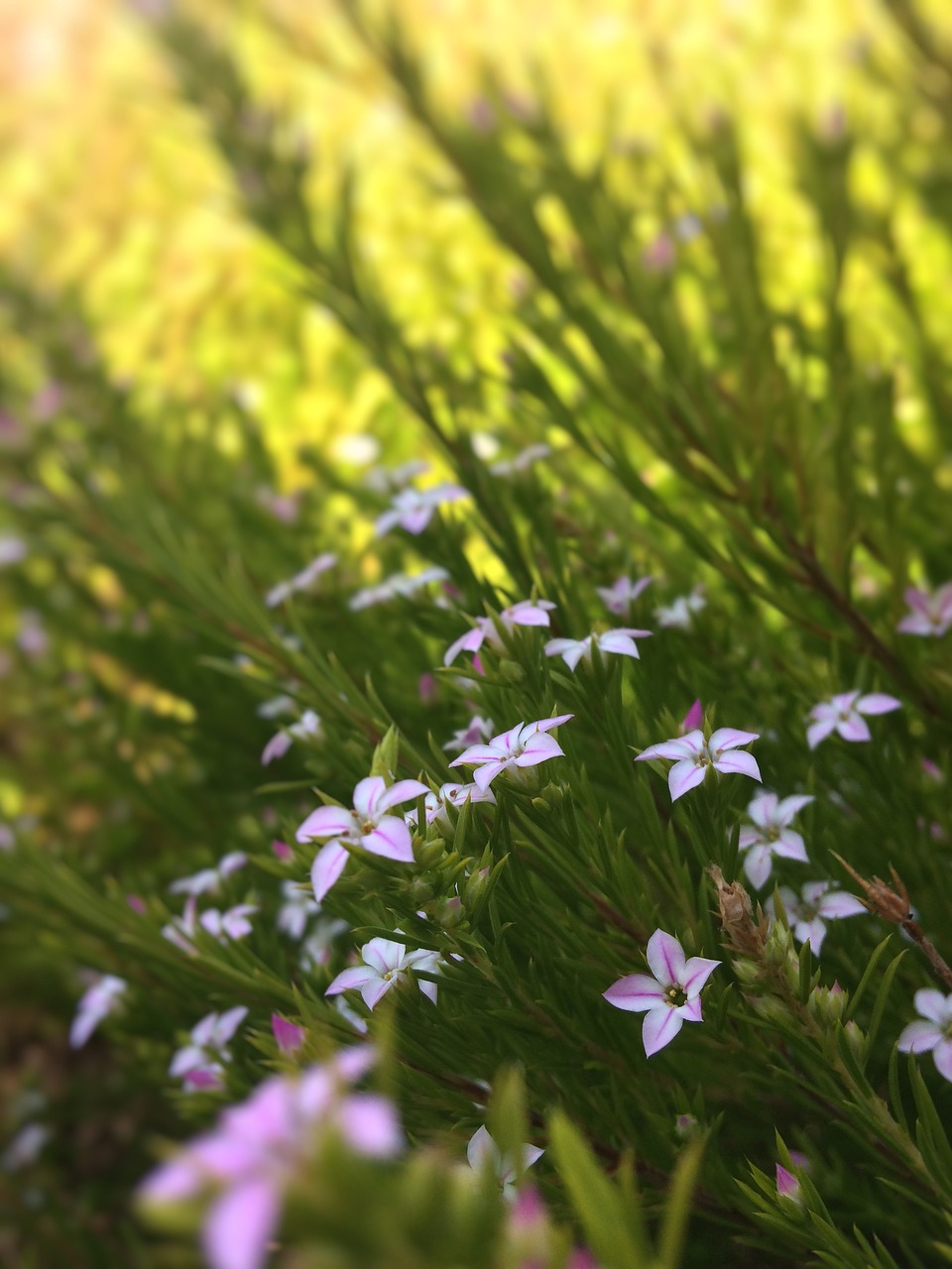 flowers pink bush free photo