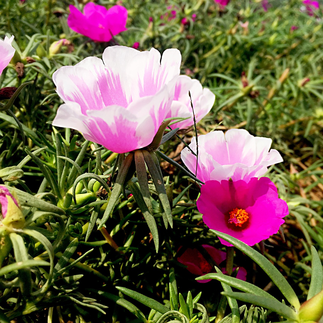 flowers green leaf sunshine free photo