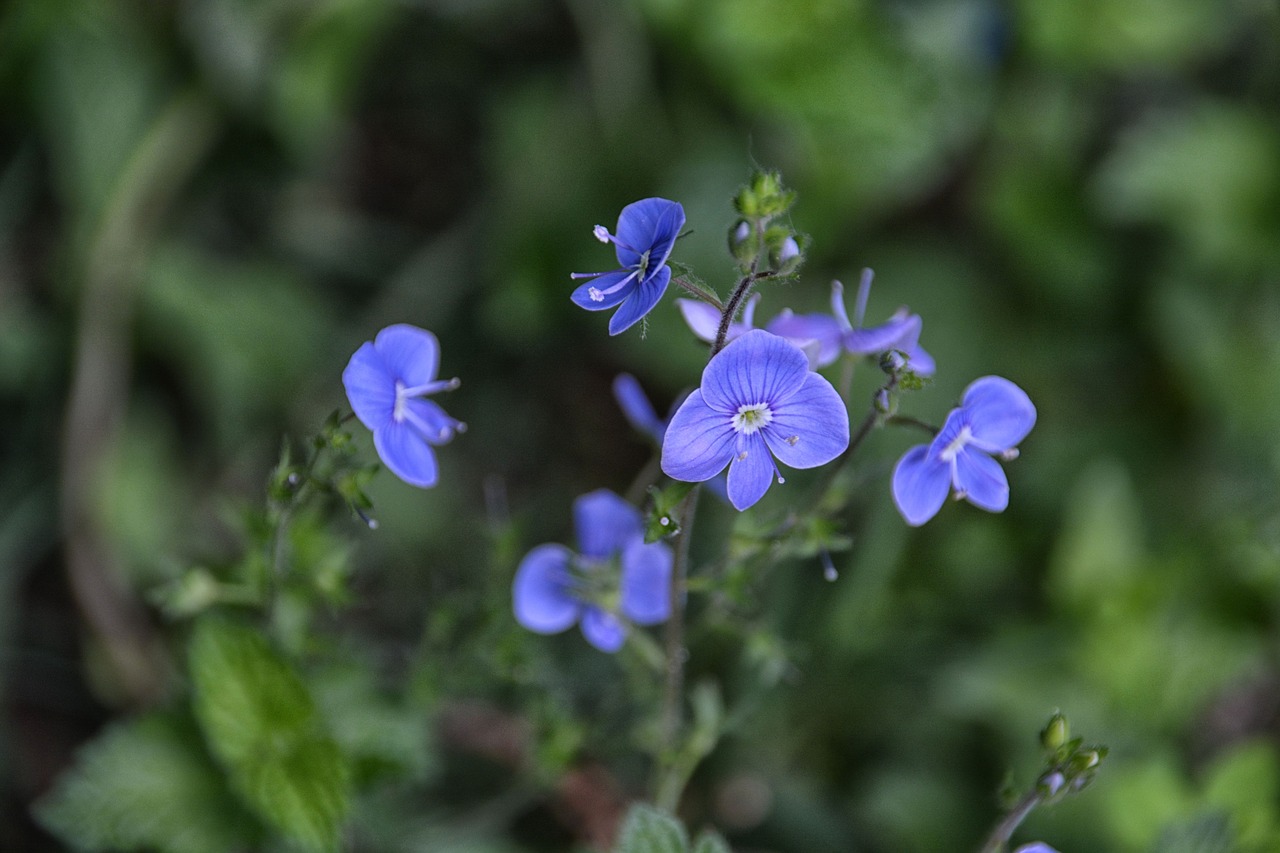 flowers flora nature free photo