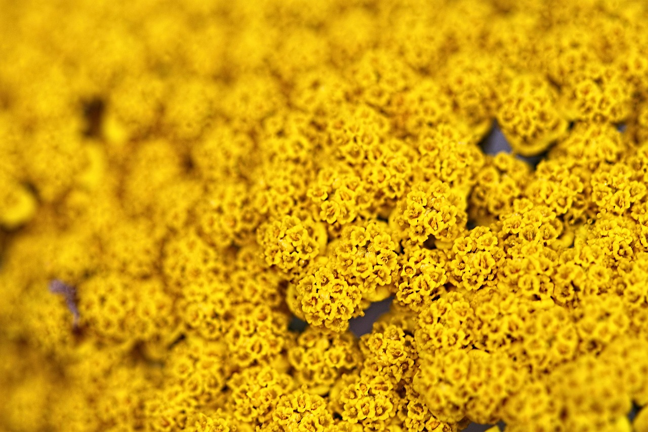 flowers close up macro free photo