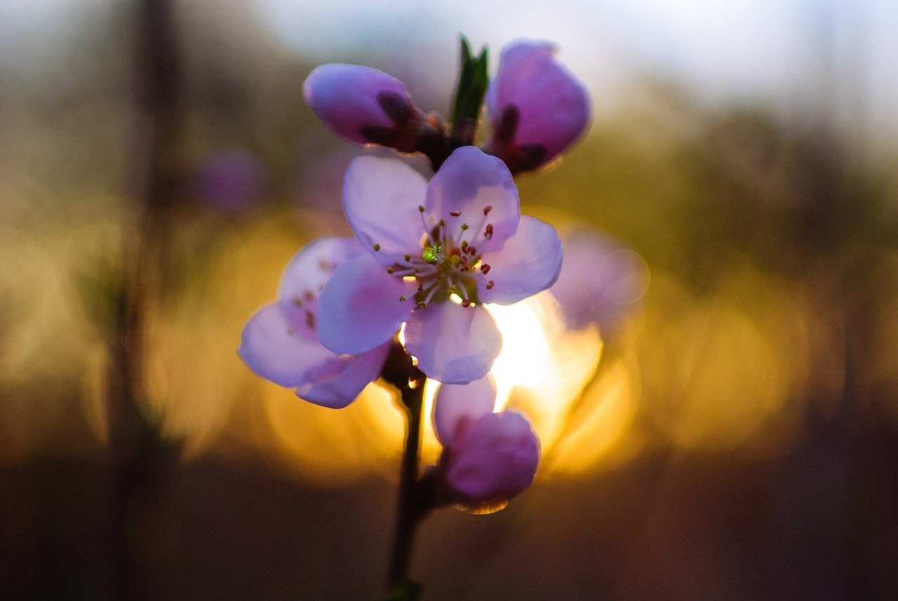 flowers nature bloom free photo