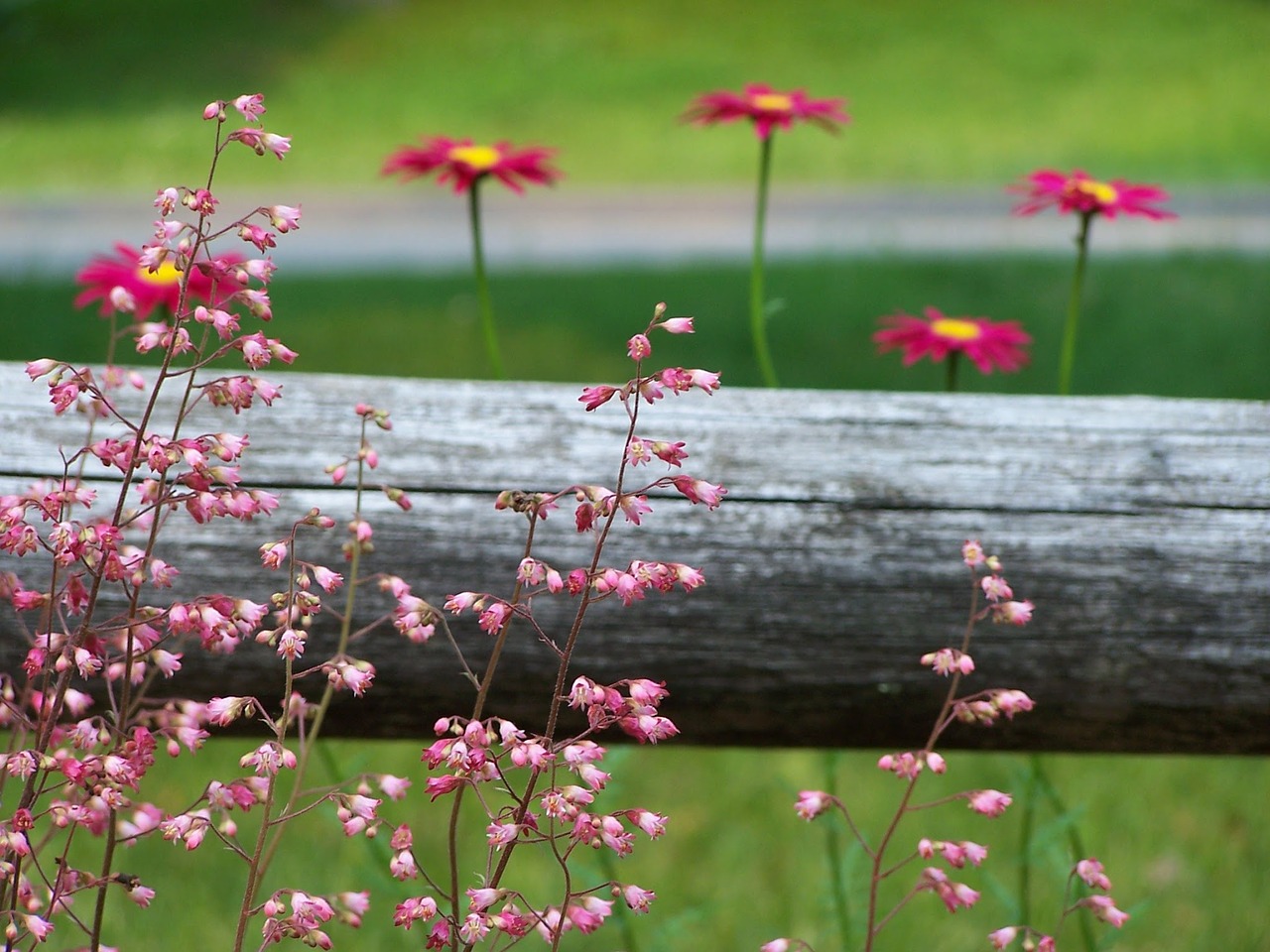 flowers daisy pink free photo