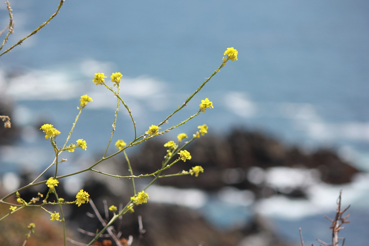 flowers yellow coastal free photo