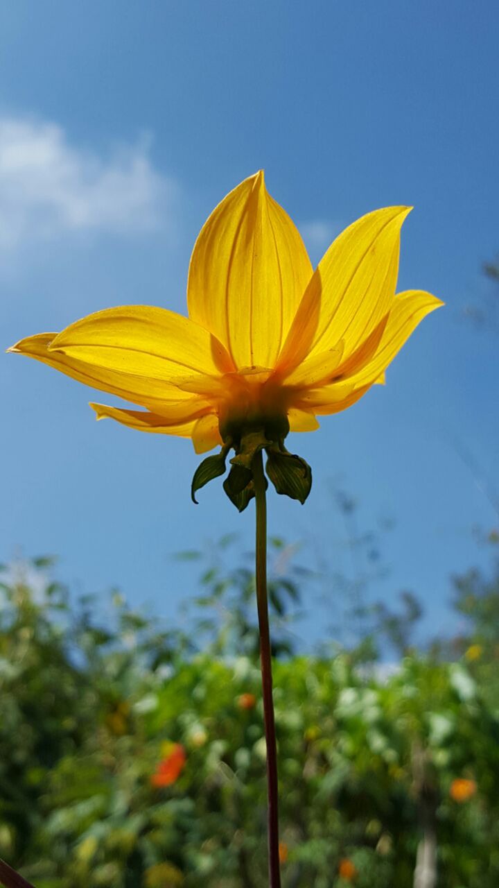 flowers yellow flower spring free photo