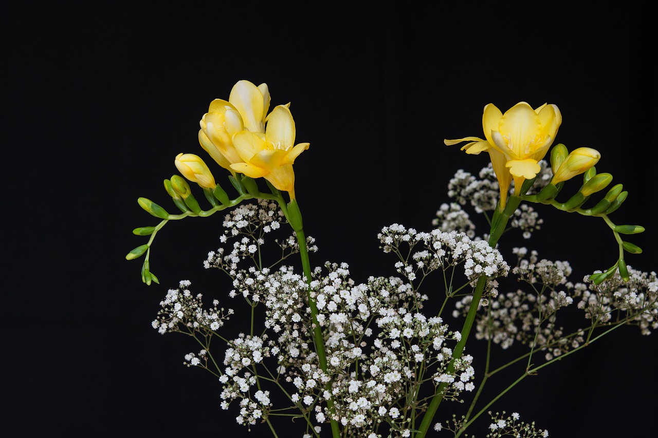 flowers yellow flowers freesia free photo
