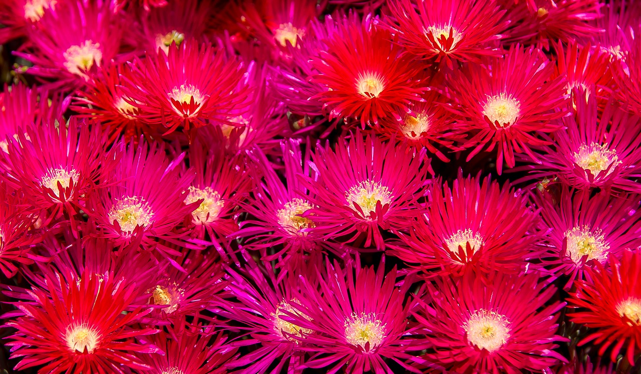 flowers bright blooms free photo