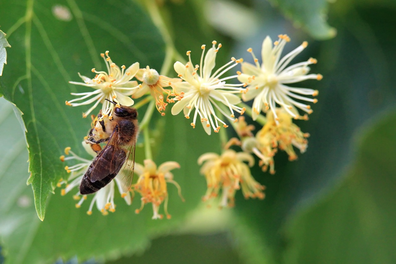 flowers yellow insect free photo