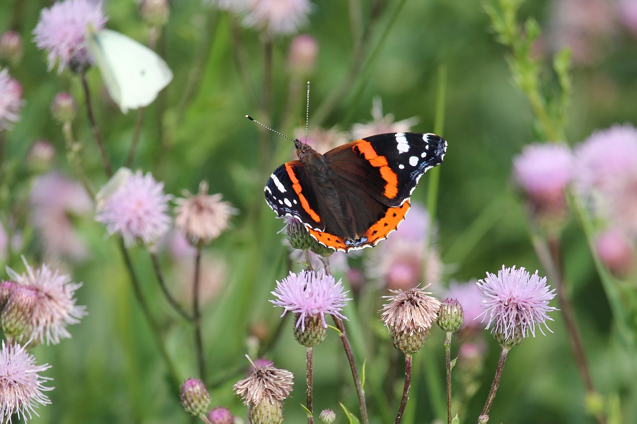 flowers thistle flowers insect free photo