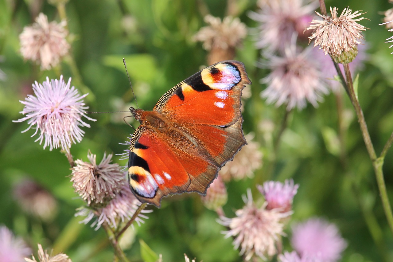 flowers thistle flowers insect free photo