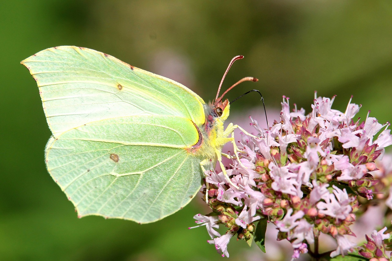 flowers insect butterfly free photo