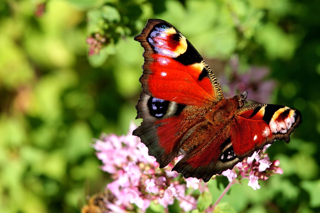 flowers thistle flowers insect free photo