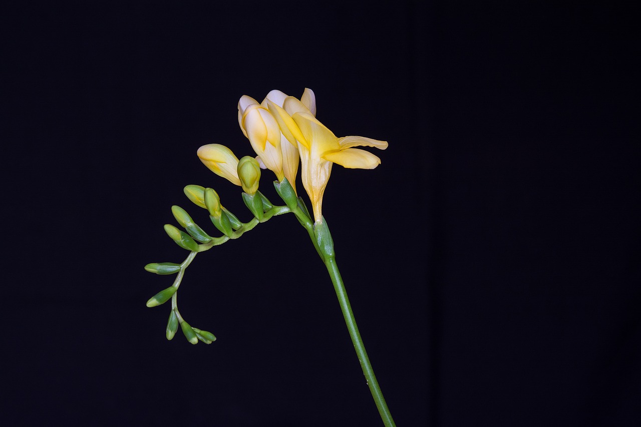 flowers yellow flowers freesia free photo