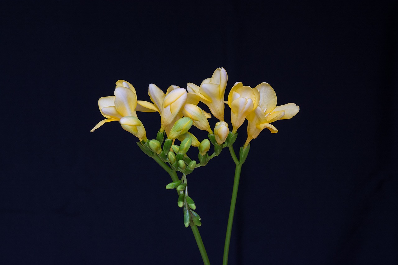 flowers yellow flowers freesia free photo