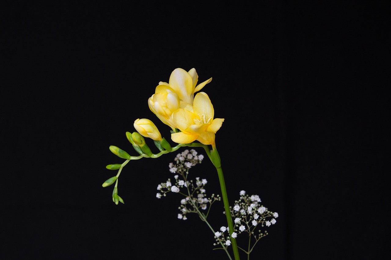 flowers yellow flowers freesia free photo