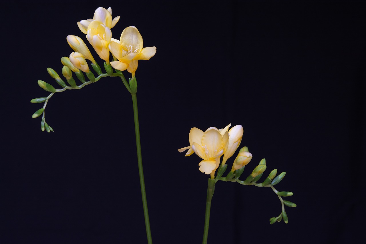 flowers yellow flowers freesia free photo