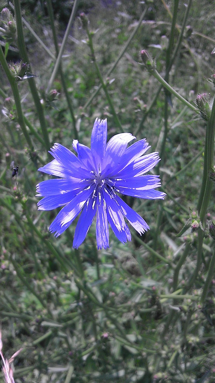 flowers garden park free photo