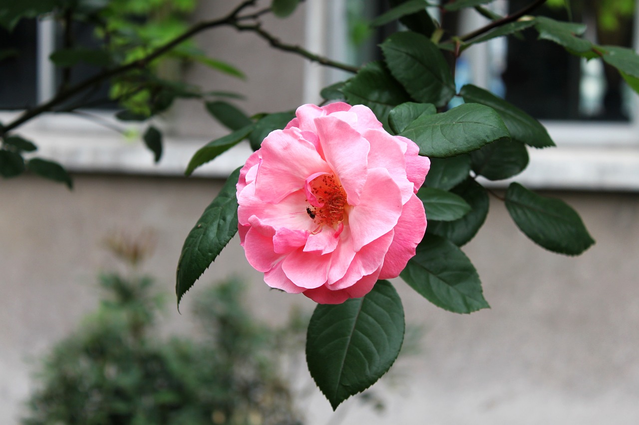 flowers rose leaf free photo