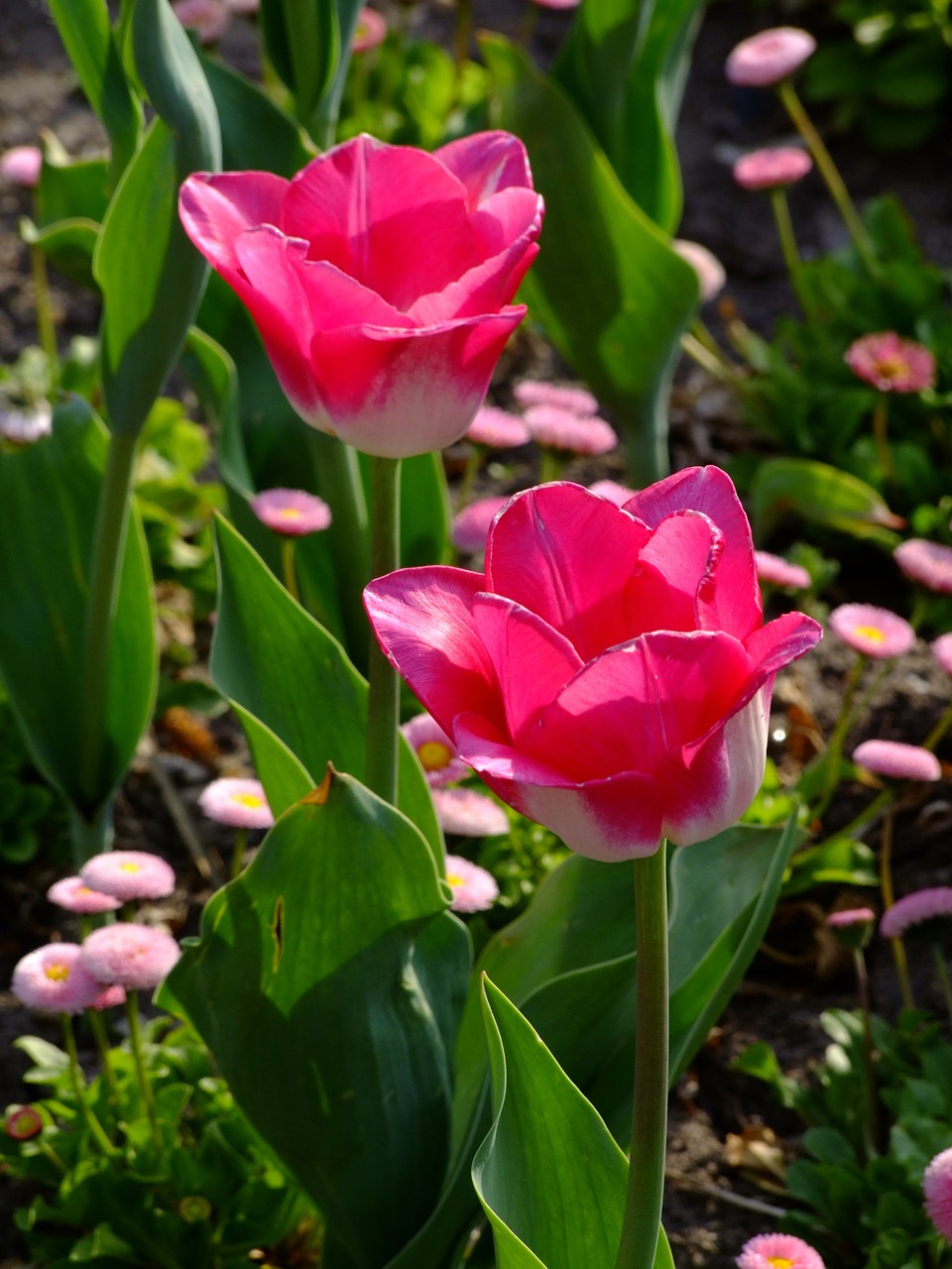 flowers spring tulips free photo