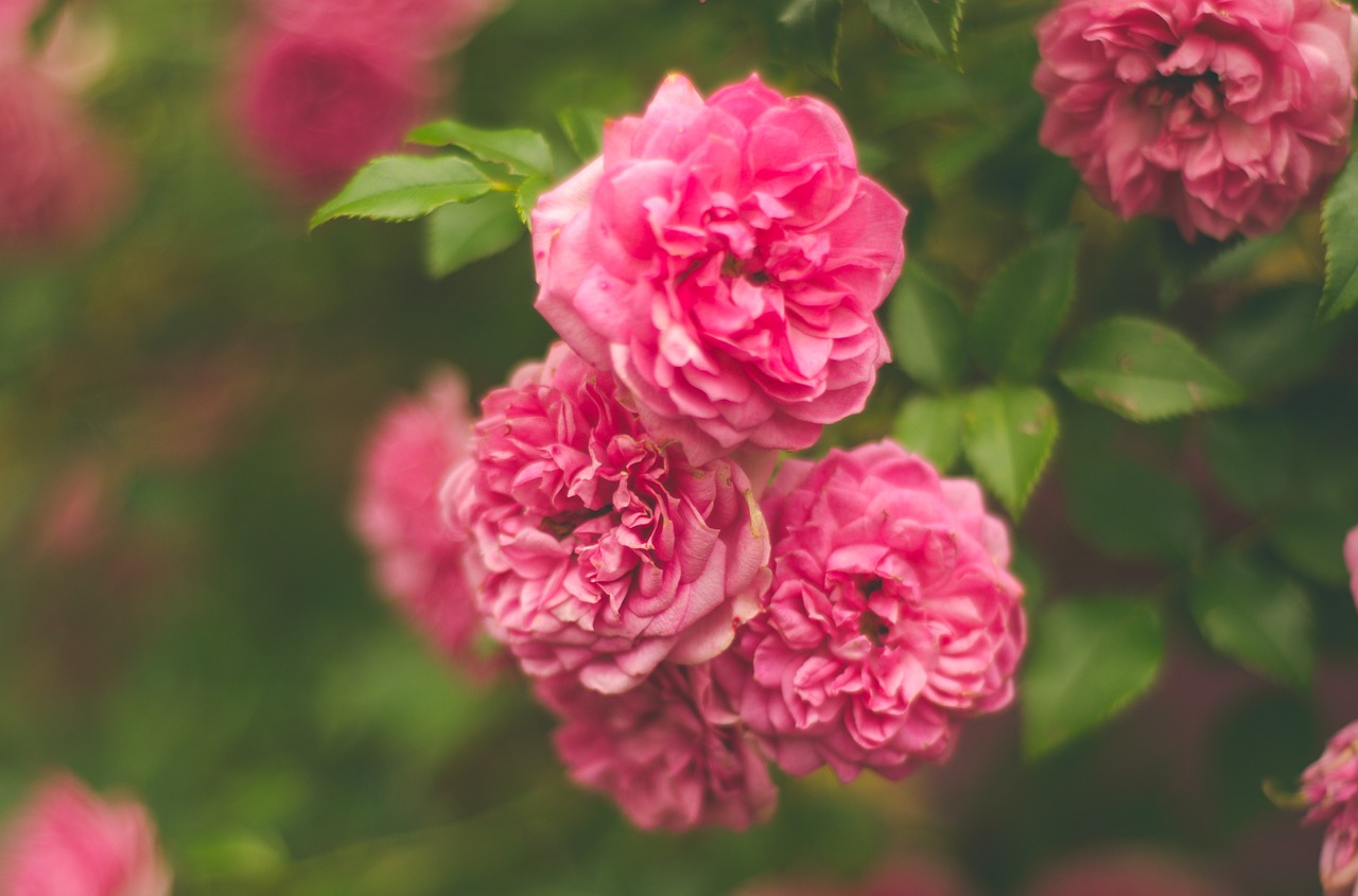 flowers pink pink flowers free photo