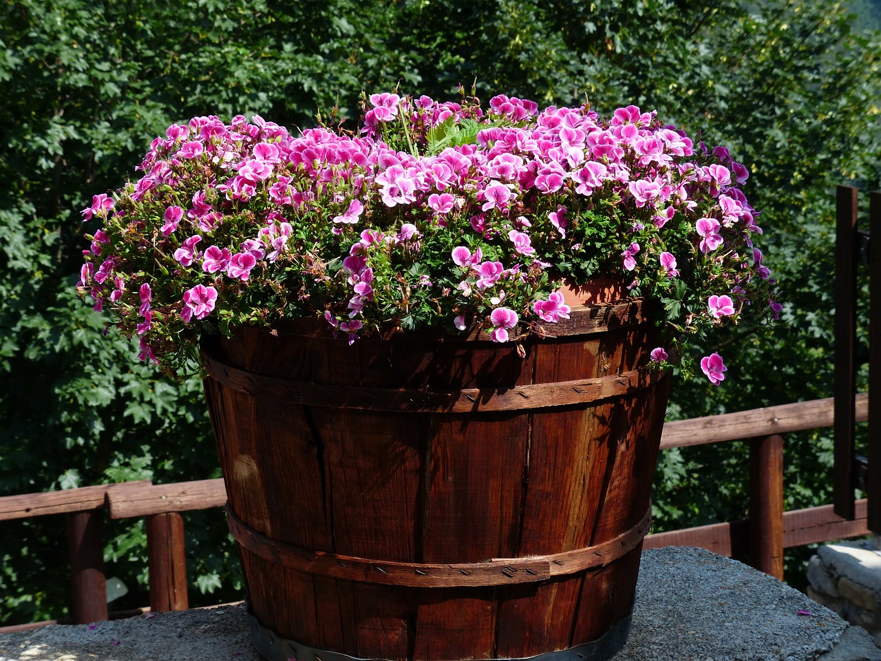 flowers pink container plant free photo
