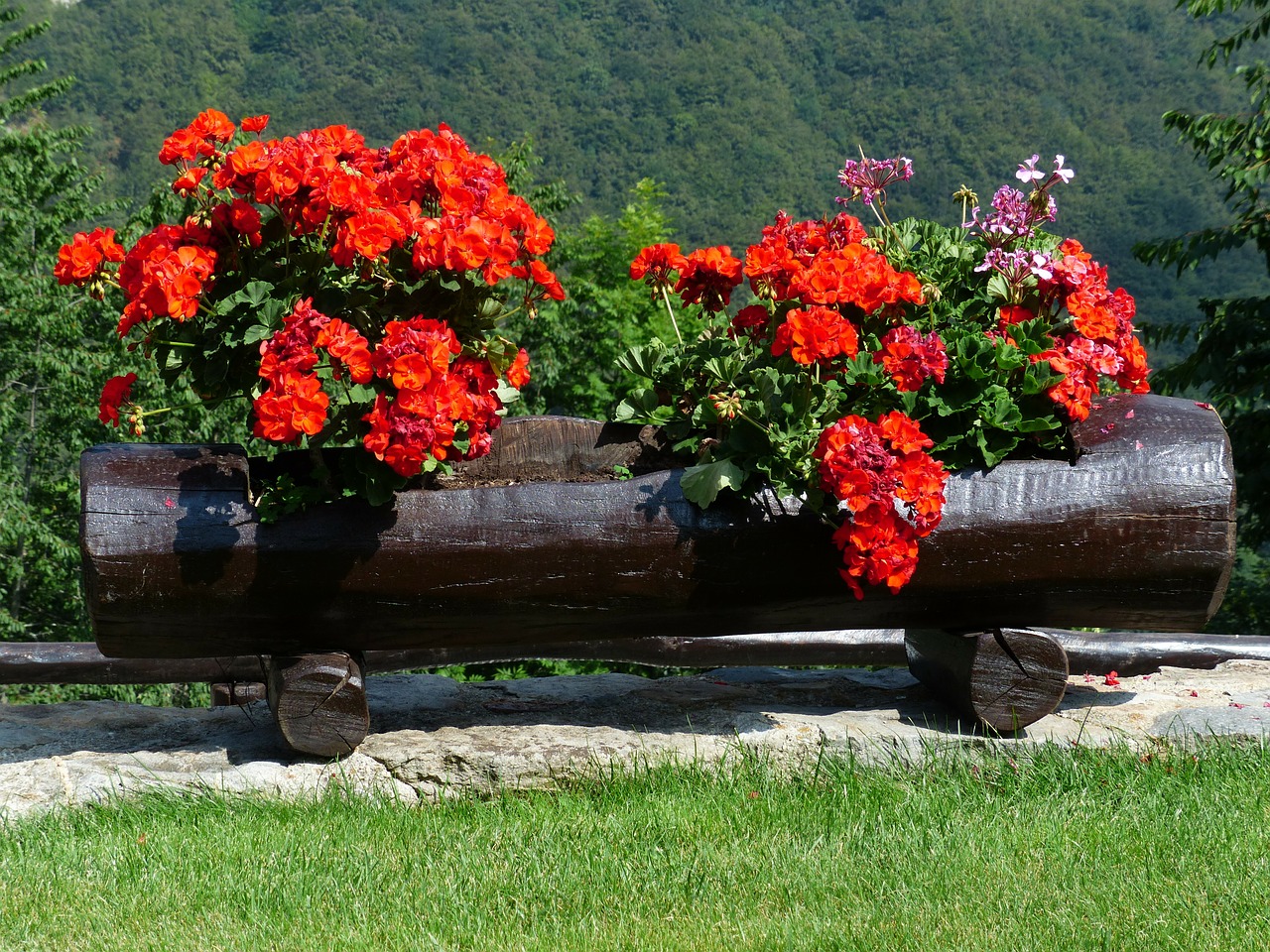 flowers red orange free photo