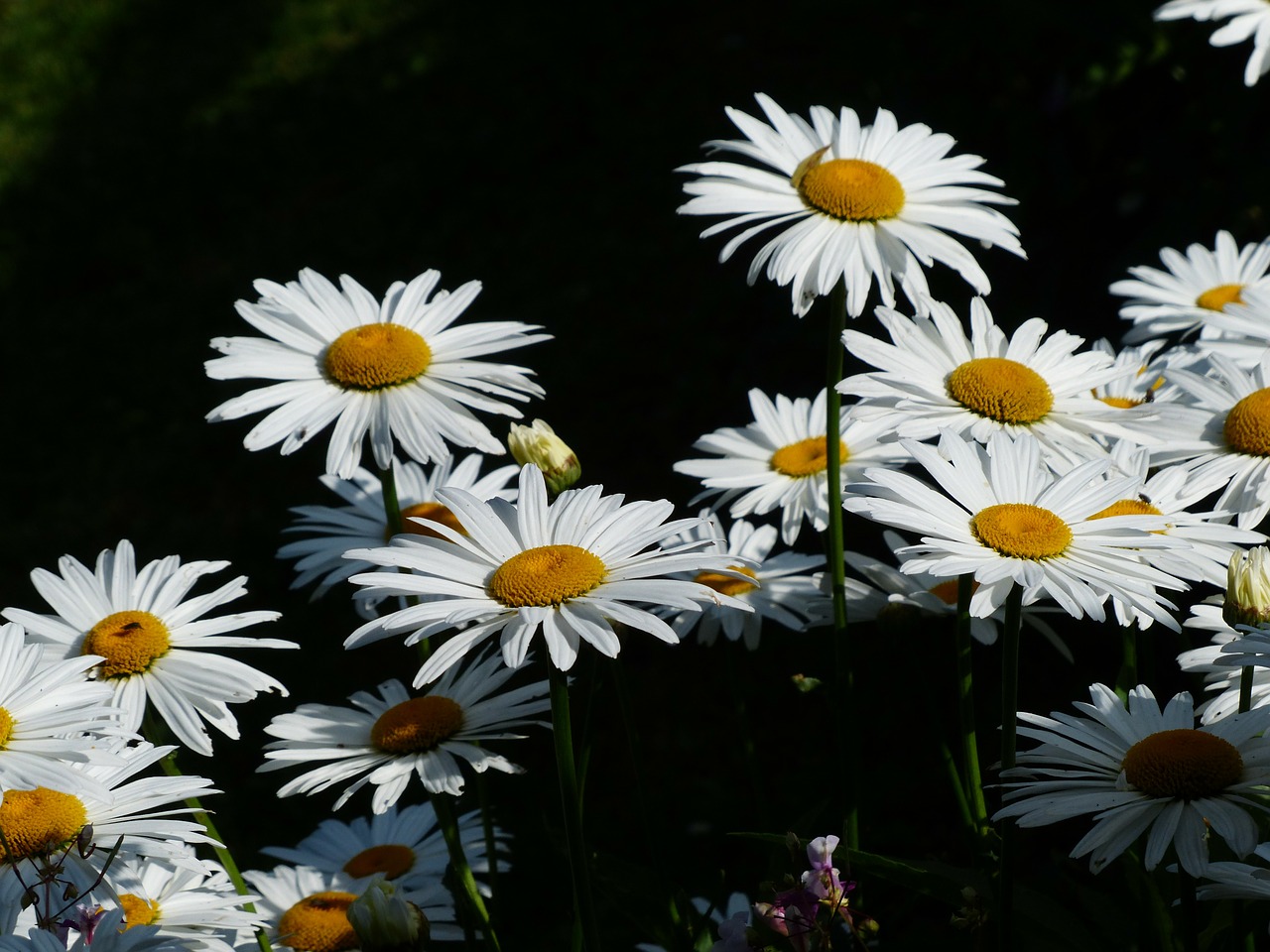 flowers white meadows margerite free photo