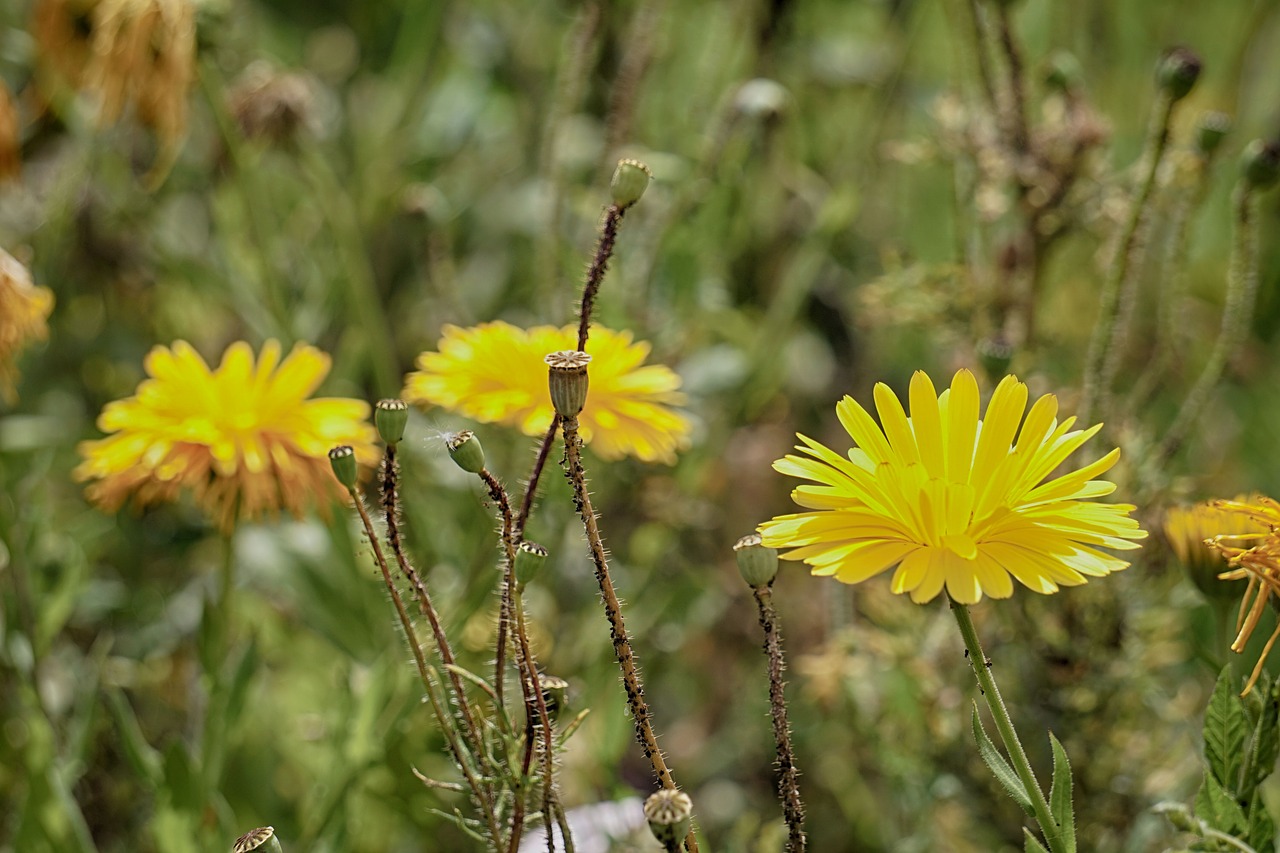 flowers flora botany free photo