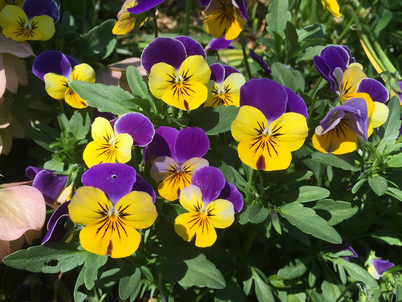 flowers spring pansies free photo