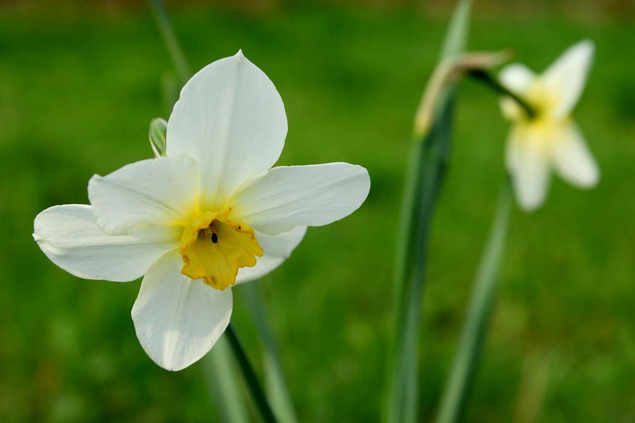 flowers nature plant free photo