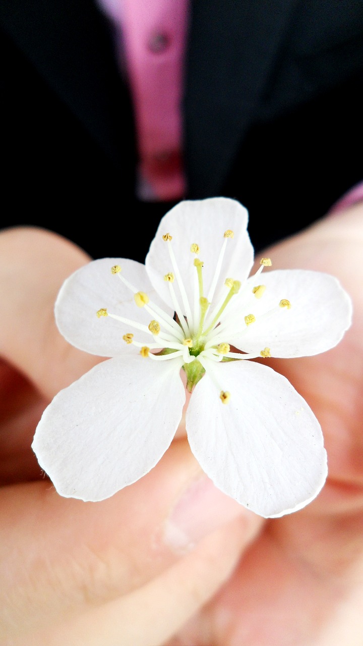 flowers cherry blossom spring free photo