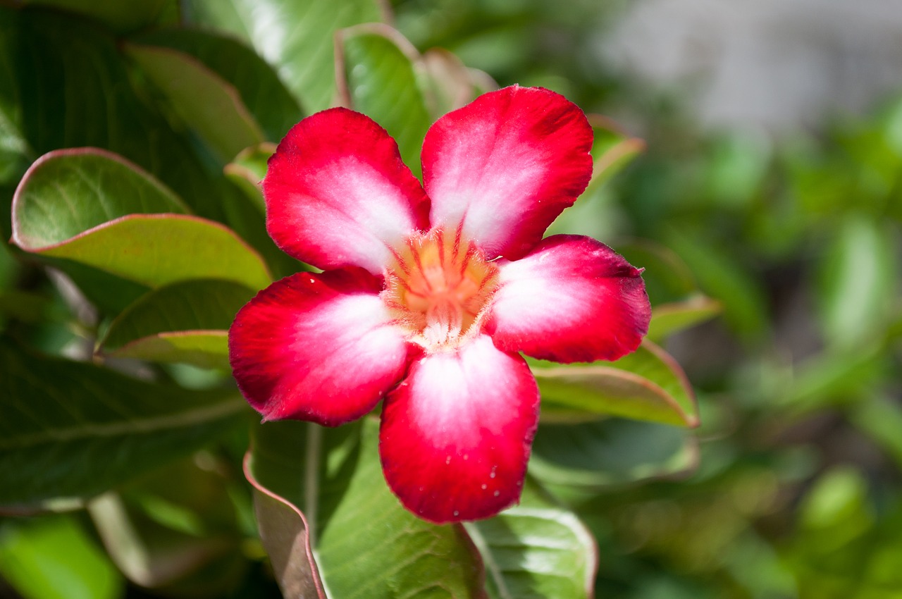 flowers invited to visit red flowers free photo