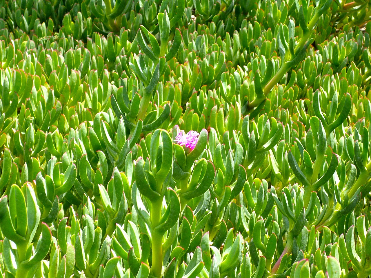 flowers plant nature free photo