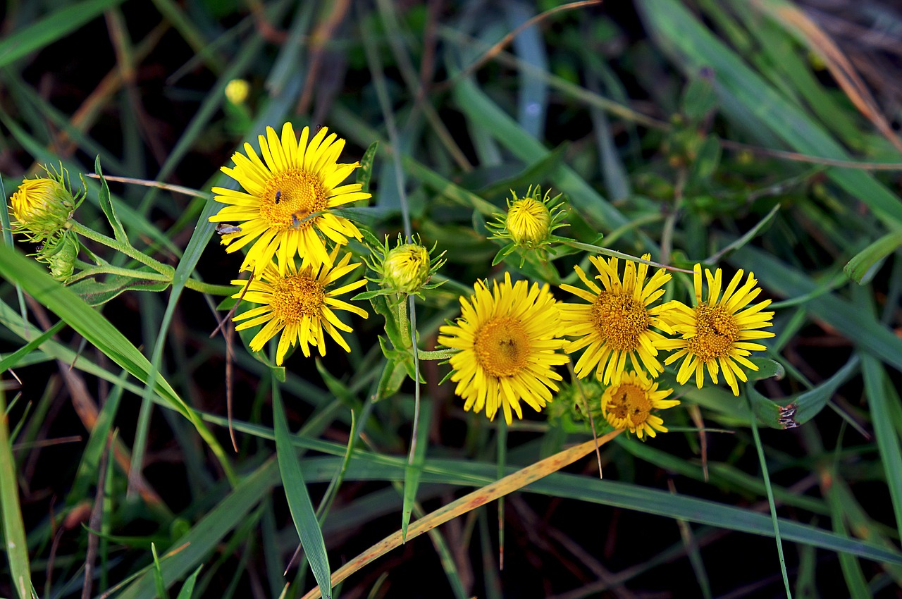 flowers grass summer free photo