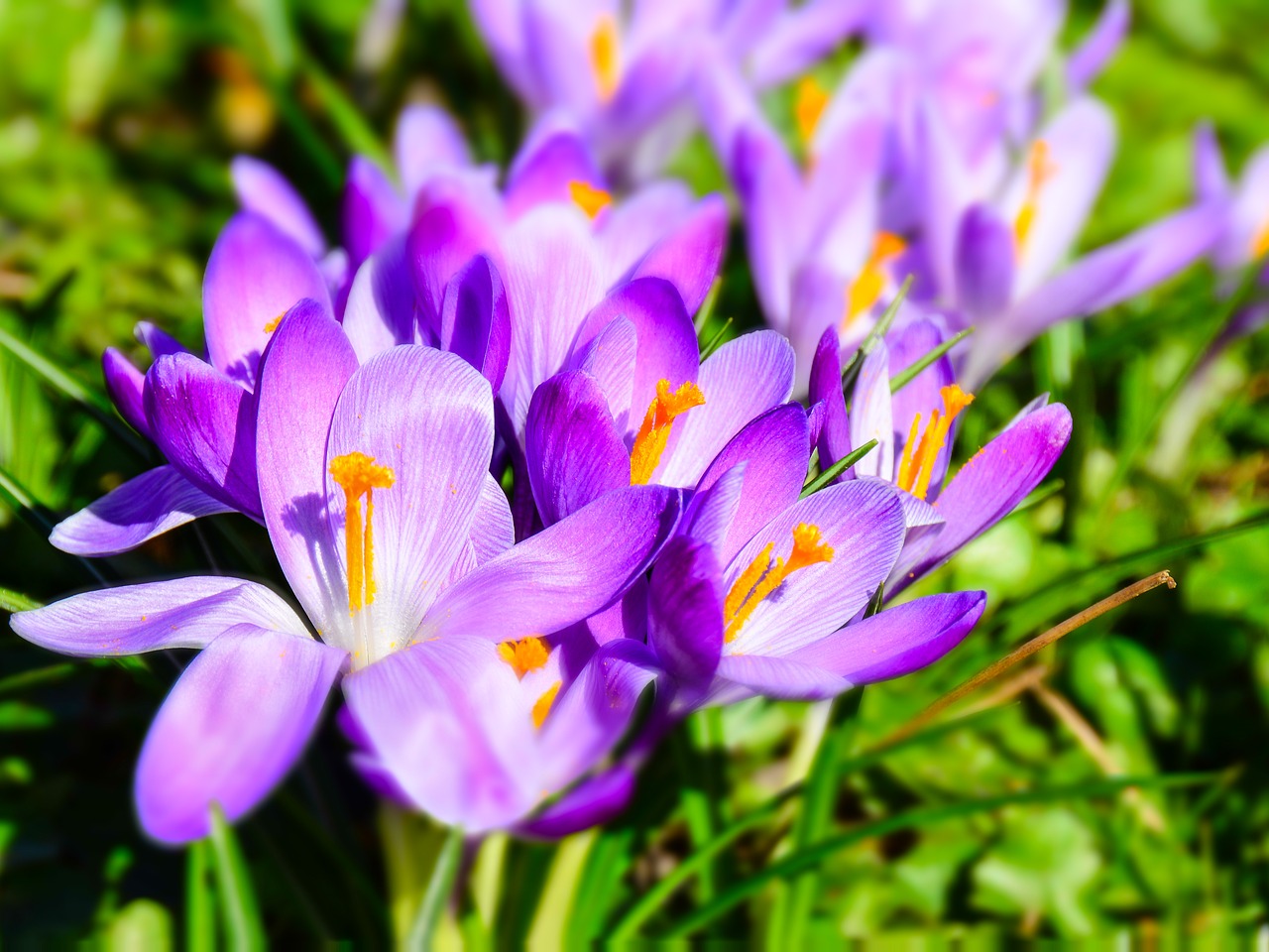 flowers crocus spring free photo