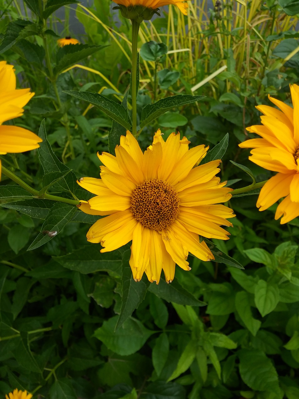 flowers yellow scenery free photo