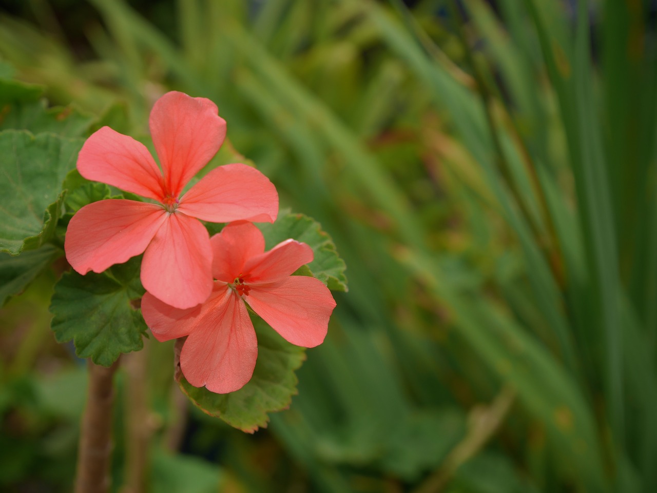 wild flowers pink nature free photo