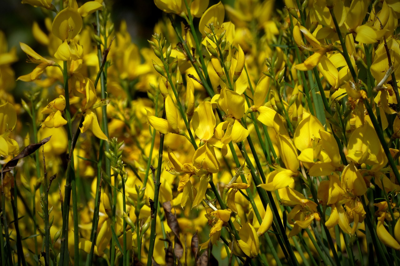 flowers yellow flowers yellow free photo